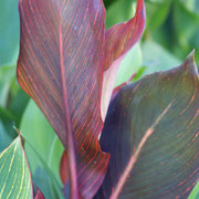 Canna Durban blad