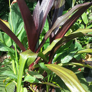 Crinum asiaticm var procerum 