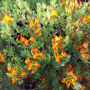 Lotus berthelotii