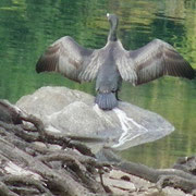 Cormorano - Asciugarsi le ali