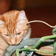 Les plantes  et les chats