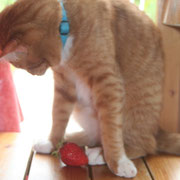 Une fraise et un chat