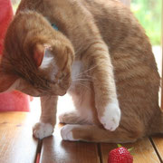 Guizmo, la fraise, je l'attrappe