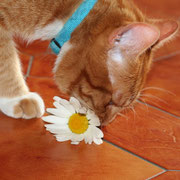GUIZMO aime conter fleurette.