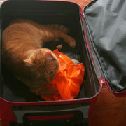 Dans la valise, emmène moi, je veux voyager!
