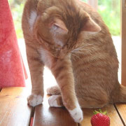 Guizmo et la fraise