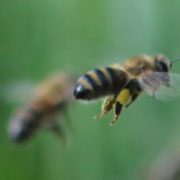 Pollenträgerin mit gelben Pollen