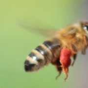 Pollenträgerin mit roten Pollen