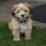 Hallo mein Name ist  Banjo von Limes-Steinberg, ich bin am 14.03.2013 geboren u. seit dem 18.5.2013 habe ich eine neue Familie