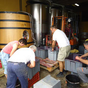 vinification Accueil vignoble à Ribaute au Domaine des Cascades à Ribaute