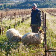 travail de la vigne Accueil vignoble à Ribaute au Domaine des Cascades à Ribaute