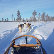 Huskysafari in Fins Lapland