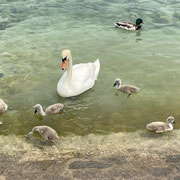 Zwanenmeer in Genève