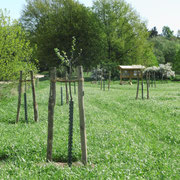 Streuobstwiese in der Achimer Marsch