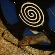 Agouti ! (Speedy)