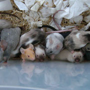 L'arrivée et la quarantaine des souris de Houten en avril 2012. Certaines ne sont pas à moi car je les ai rapportées pour des demoiselles qui ne pouvaient pas se rendre à l'expo.