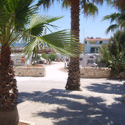 tra le palme
