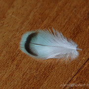 kle Feder von Klara, zu den kleinen Flügeldecken gehörend (Farbschlag: normal blau, opalin)