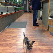ベルリン盆栽屋さんのチワワ