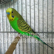 Verde chiaro comune maschio