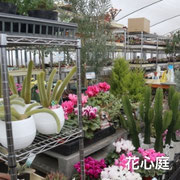 花心庭