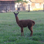 Lama