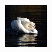 swan lake setkarte 1_14.5/14.5 mit couvert / ©mettler