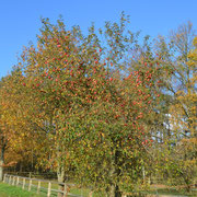 Herbstäpfel & blauer Himmel ...