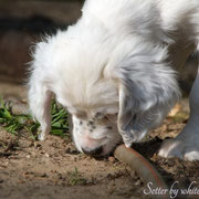 English Setter Foto Impressionen G- und H-Wurf Mai 2014 | Setter by white Angel www.angel-setter.de