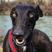 Candela adoptée en Espagne