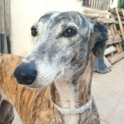 Vera adoptée dans le Vaucluse