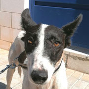 Friss adoptée dans le Tarn-et-Garonne