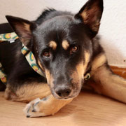 Milan adopté en Espagne