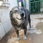 Cori adopté dans les landes