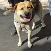 Beethoven dans le Rhône