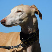 Maria adoptée dans les Pyrénées-Atlantiques