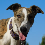 Cézanne adopté dans le Gard