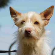 Zirco adopté dans les Côtes d'Armor