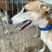 Curro adopté dans les Pyrénées-Atlantiques