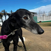 Rex adopté en Loire-Atlantique