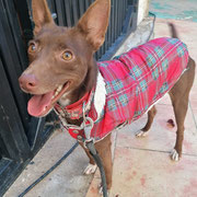 June adoptée en Gironde