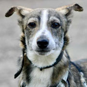 Tokito adopté dans le Cantal