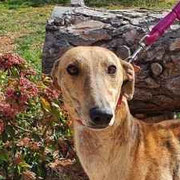 Diva adoptée dans l'Indre