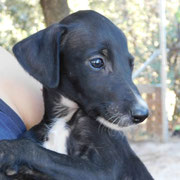 Daina adoptée dans le Tarn-et-Garonne