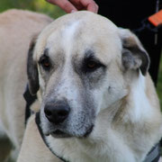 Carmelo adopté en Haute-Savoie