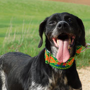 Nuca adoptée dans le Jura