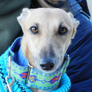 Bernat adopté en Suisse