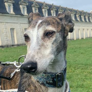 Nogue adoptée en Charentes-Maritimes