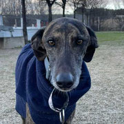 Pistacho adopté en Gironde