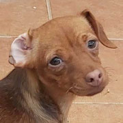 Nena adopté en Dordogne